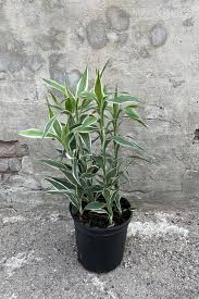 Image result for Dracaena sanderiana