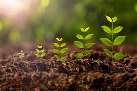As plant cells grow, they also become specialized into different cell types through cellular differentiation. Plant Growth Regulators In Tissue Culture Plant Cell Technology Your Partner In Plant Tissue Culture