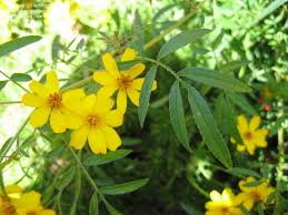 Once established, perennials will keep coming back from their roots, year after year, to grace your little piece of earth with their bright flowers. Plant Identification Closed What Is This Perennial 1 By Willicody
