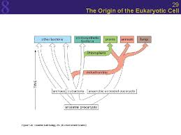 Maybe you would like to learn more about one of these? 8 The Origin Of Eukaryotic Cells 8 2