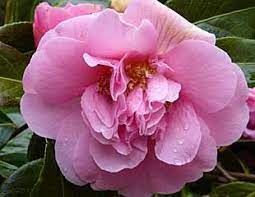 How To Grow Camellia