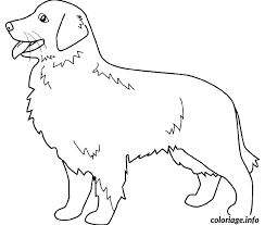coloriage dessin chien golden retriever a imprimer de puissants chiots everest