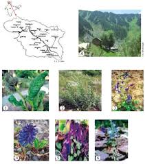 Image result for Embelia welwitschii