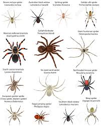 Brown recluse spider (loxosceles reclusa) more of a problem in the southern u.s., the powerfully venomous brown recluse spider has been documented in pennsylvania. Collection Of Different Species Of Spiders In Colour Image Southern Black Widow Australian Black Widow Mexican