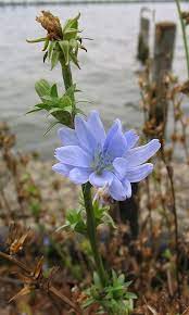 Pin On Plants Herbs Food For Health