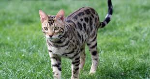 A california woman by the name of jean mill decided to cross the asian leopard cat with domestic cats in hopes that it would deter the growing interest in trying to tame and poach. The Bengal Cat Breed Deluxe Cattery Bengal Cat Breeder In Georgia Bengal Kittens For Sale