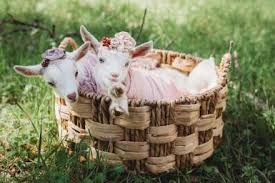 Check spelling or type a new query. Nigerian Dwarf Goats For Sale Adga Award Winning Nigerian Dwarf Breeders