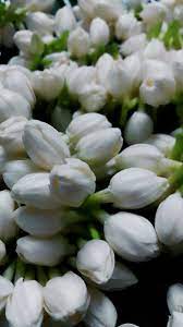 Jasmine Flower White Jasmine Flower Beautiful Jasmine Flower Jasmine Flower