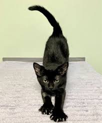 Fleas are killed in up to 12 hours after treatment or after reinfestation during the 3 month treatment period. Prevent Fleas Ticks More Centre Animal Hospital