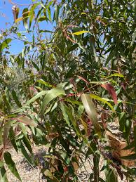 Image result for Eucalyptus citriodora