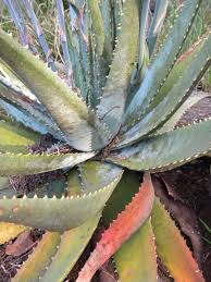 Image result for Aloe suprafoliata