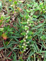 Image result for Aerva