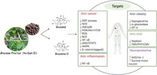 Image result for Brucea antidysenterica