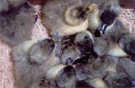 · black swedish ducks for sale hatching february to november. Blue Swedish Ducks Ducklings For Sale Cackle Hatchery