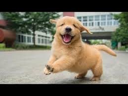 Contact if you are ready to offer a home to a puppy, they will make amazing companions Funniest Cutest Golden Retriever Puppies 28 Funny Puppy Videos 2019 Youtube