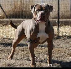 The american bulldog lives for his family and may become destructive if left alone too much. Johnson American Bulldog American Bulldog Bully Breeds Dogs American Bulldog Puppies
