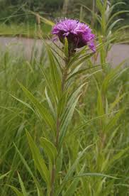 Image result for Vernonia filipendula