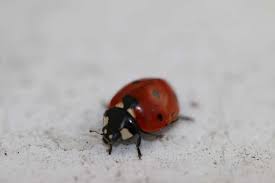 Comment Attirer Et Garder Les Coccinelles Dans Votre Jardin En 2020 Coccinelle Maison Coccinelle Pucerons