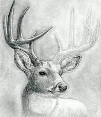 How To Draw A Deer Head Buck Dear Head Step By Step Realistic Drawing Technique Free Online Drawing Tutorial Added Animal Drawings Deer Art Deer Drawing