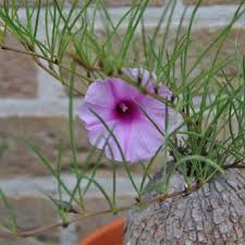 Image result for Ipomoea bolusiana