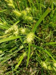 Image result for Carex lycurus