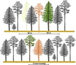 Species Stratification And Weather Conditions Drive Tree Growth In Scots Pine And Norway Spruce Mixed Stands Along Europe Sciencedirect