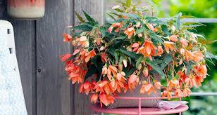 Si chiamano piante ricadenti ma sono conosciute con i nomi più disparati: Pianta Da Balcone La Begonia Pendente Bakker Com