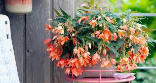 Molte piante da interni possono essere rinvasate in ogni momento dell'anno, mentre per quelle da fiori solitamente si arrende la fine della fioritura. Pianta Da Balcone La Begonia Pendente Bakker Com