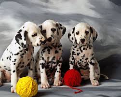 Our puppies are born and raised right in the living room. Movie Pop Outbreaks 101 Dalmatians