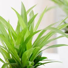 Image result for Chlorophytum africanum