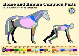 Horse And Human Common Parts Tailspin Farms Horse And Human Horse Anatomy Horses