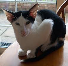The Ultimate Cats Care Guide Cats In Care The Ultimate Cats Care Guide Oriental Shorthair Cats Bicolor Cat Cat Care