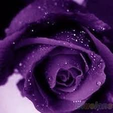 Black And Purple Roses 200pcs Lot 10 Colors Mix Color Rose Seeds Blue Red Purple Pink Black Rainbow Petal Plants Home Garden Flowers Bo Purple Roses Wallpaper Rose Seeds Purple Roses
