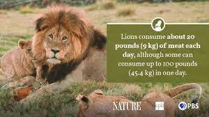 Female lions are lighter than their male counterparts. Lion Fact Sheet Blog Nature Pbs