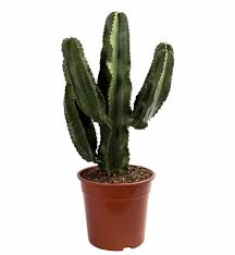 Learn more about the best types of cacti by reading our guide. Succulents