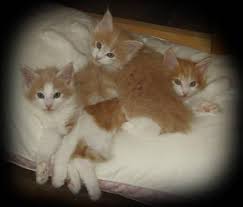 We did not find results for: Beautiful Norwegian Forest Kittens For Sale For Sale In Canyonville Oregon Classified Americanlisted Com