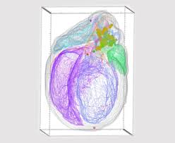 This page is maintained by our quality control team, who review the quality of new map submissions. Tissue Mapper Mbf Bioscience