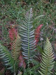 Image result for Blechnum australe