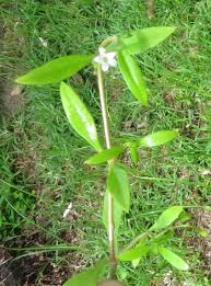 Image result for Oldenlandia