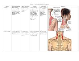 You can see it running just underneath the biceps and it inserts onto the humerus. Muscles Of The Shoulder Back And Upper Arm Muscle Medial