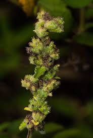 Image result for Mesosphaerum pectinatum
