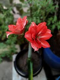 Image result for Stadmannia