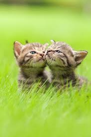 Adorable babies playing with dogs and cats. Baby Animals Cute Photos Of Baby Animals