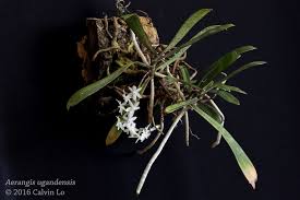 Image result for Aerangis ugandensis