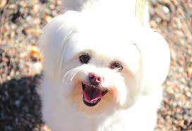 Community News 092519.indd