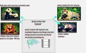 Berikut adalah 5 haiwan yang dikatakan tadi. Haiwan Yang Hampir Pupus By Siti Khadijah