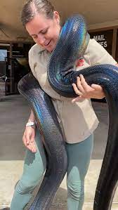 Super, magnificent phrase simply matchless apologise. The Reptile Zoo Rainbow Reticulated Python Facebook