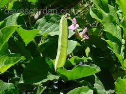 Image result for Canavalia gladiata