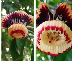 Image result for Napoleonaea gossweileri