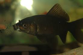 Comet goldfish black